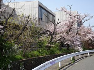 ◎会社の近くの桜スポットをご紹介！
