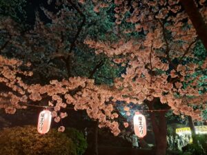 幻想的な夜桜も格別！