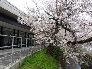 ◎会社の近くの桜スポットをご紹介！