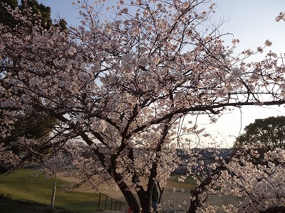 桜の不動産012