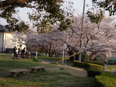 桜の不動産003